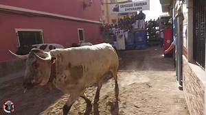 TOROS TV TOROS INCREIBLES | Toros TV