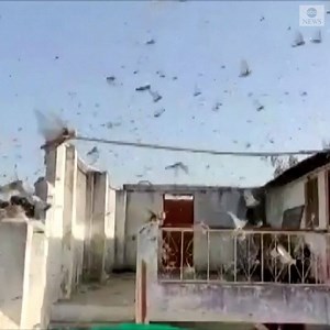 Huge swarms of locusts took over the skies in Northern and Central India, as some tried to contain them by spraying pesticides. Scientists say erratic weather has created ideal conditions for the insects—known to destroy crops and vegetables—to surge. https://abcn.ws/2AVSxOy | ABC News