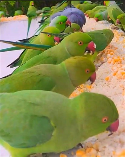 26 reactions | How to attract wild green parrots to your Roof | Ringneck parrot voice | Wild BIRDS | Facebook
