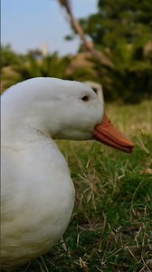 Se me antojó una hamburguesa 🍔 #estadodefuga #matkonfi #foryou