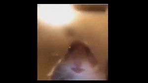 9convert.com - Hamster call meme.mp4