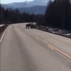Caribou herd crossing Chena Hot Springs Road at mile 36.5 this week. Thanks to our Northern Region staff for the share. What State Park are you visiting this week? #akstateparks #alaskastateparks | Alaska State Parks