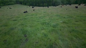 1.3K views | Greener Pastures Ranching on Reels | Facebook