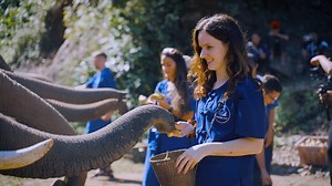 Discover one of our most unique programs: volunteering in Elephant Conservation in Chiang Mai, Thailand! 🐘🇹🇭 Nestled in a beautiful mountain valley outside Chiang Mai, this ethical sanctuary is dedicated to protecting endangered Asian elephants. As a volunteer, you’ll walk with these majestic creatures in the jungle, help bathe them in the river, and support their care and preservation. This once-in-a-lifetime experience not only aids elephant conservation but also supports the local communit