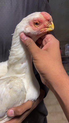 6.2K views · 178 reactions | MashALLAH  parrot beak breeder female #lovebird | Birds Paradise Farms | Facebook