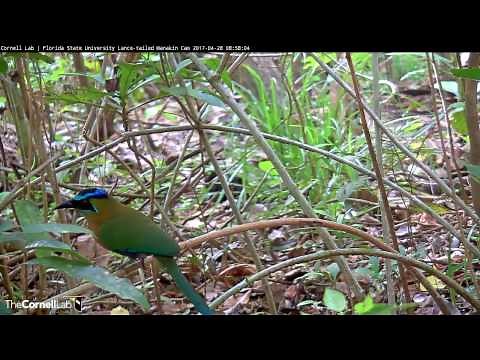 Blue-crowned Motmot Visits Manakin Cam – Apr. 28, 2017
