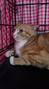 Kitten Lady on Reels