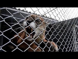 Colombia sends 150 seized wild animals back to nature