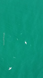 Some #bluefish feeding on #sandeels in the inlet. Hampton Bays, NY | Fish Guy Photos