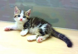 マンチカン | ペットショップ マルワン 小さめ子犬 美形な子猫 初心者安心のサポート