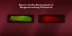 Adult Stem Cells and Regeneration part 5 of 20