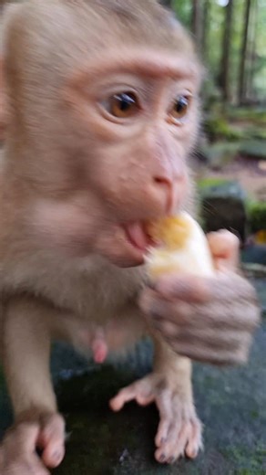 Give banana to baby monkey Luno | Aim Koeurn