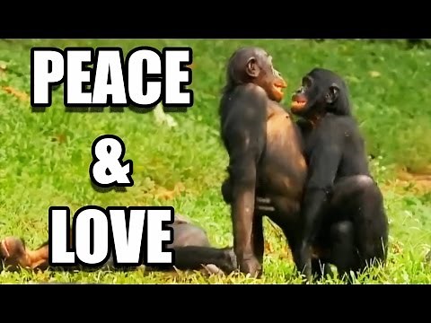 Bonobos mating / Monkey love - ZAPPING SAUVAGE