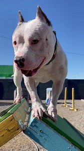 Get your booty out of bed and play with pups. ~ Adoptable Birdie Thank you to our friend Frank for fixing the ramp that was falling apart. | Mayday Pit Bull Rescue & Advocacy