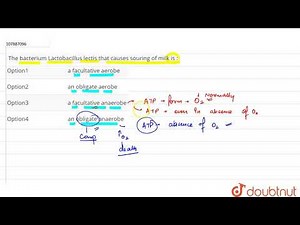 The bacterium Lactobacillus lectis that causes souring of milk is :