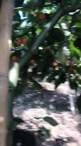 23K views · 517 reactions | Cultivo de tomate de árbol (Solanum betaceum)  | AgroTech | Facebook