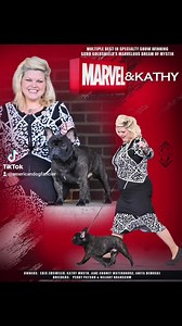 MARVEL MBISS GCHB Goldshield's Marvelous Dream of Mystik MULTIPLE BEST IN SPECIALTY SHOW GROUP WINNER | American Dog Fancier