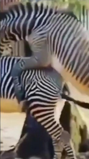 zibra mating || zebra çiftleşme ||accouplement zèbre