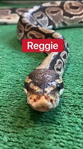 Corbin Maxey on Reels