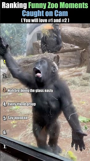 Zoo Animals Being Hilariously Weird 😂🐘