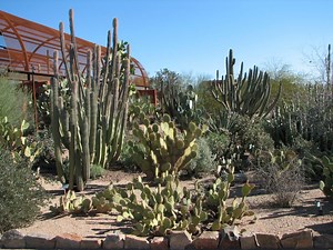 Desert Botanical Garden in Phoenix, USA