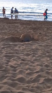 3.6K views · 23 reactions | The loggerhead turtle was spotted coming...