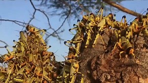 Video. Locusts in Kenya threaten to cut off food supplies