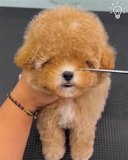 274K views · 1.6K reactions | Fluffy dogs getting haircuts is the cutest thing to watch  | Pretty Hairstyles | Facebook