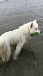 Coconut Rice Bear on Reels