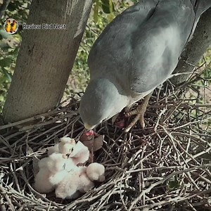 Baby hawk grab little babblr baby as food for chicks | Review Bird Nest