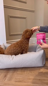 1.4K views | They call it puppy love 懶 #nationalpuppyday Looking for the very best for your new addition to the family?  We’ve got you covered with our selection of delicious Forthglade Natural Pet Food puppy specific meals and cosy Lords & Labradors bedding and accessories will make your puppy's first days at home even more special. | Forthglade Natural Pet Food | Facebook