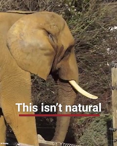 Elephants deserve better. Enough is enough. Sign our petition to call for an Elephant-Free UK. | Born Free Foundation