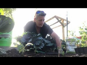 Planting Celebrity Tomatoes