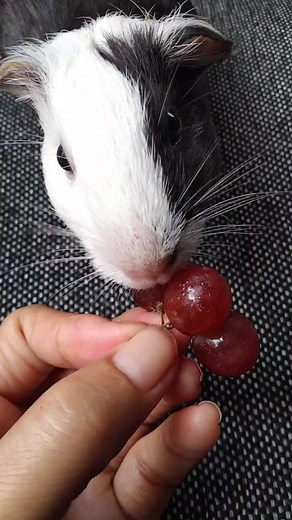 Guinea Pig eating Asmr #guineapig #guineapiglife #guineapiglove | Inspire Info