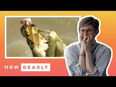 How deadly are saltwater crocodiles in Australia? | REACTION