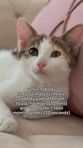 It really be like that 😹💕 Did you Know that The smallest adult cat was 5 inches tall. | Perfection’