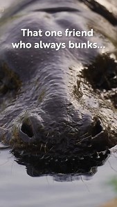 31K views · 3.7K reactions | Bankuuu bhaiya, hamesha “gayab” hone wale, banku bhaiya! 沈 [banku, pygmy hippo, cute pygmy hippo, bunks, every life matters, wildlife, wild animals, vantara] | Vantara | Facebook