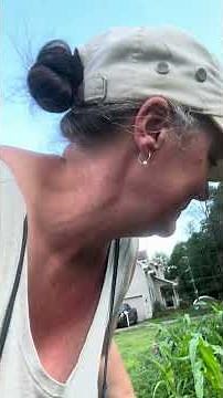 Potato bugs. Ontario, Canada