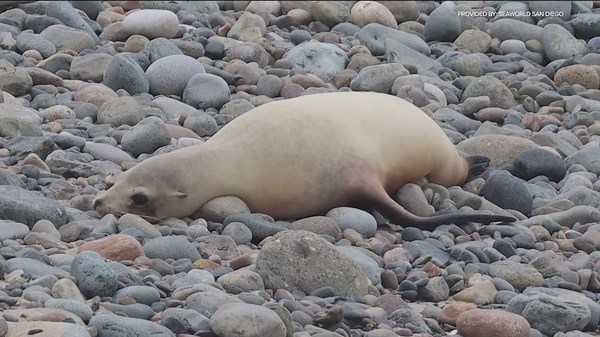 Domoic acid decline in ocean offers hope for Southern California sea lions