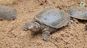 A total of 104 hatchlings of three species—the Black Softshell Turtle, Indian Tent Turtle and Ganges Softshell Turtle were released at the Hadug Beel in Pobitora Wildlife Sanctuary, Morigaon district. Temple ponds, particularly the Haigriva Madhab Temple pond in Hajo that supports 14 species, play a crucial role in their survival. This initiative, supported by Haigriva Madhab Temple Committee, Hajo and nurtured at the Assam State Zoo has been crucial in reviving the Black Softshell Turtle, once 