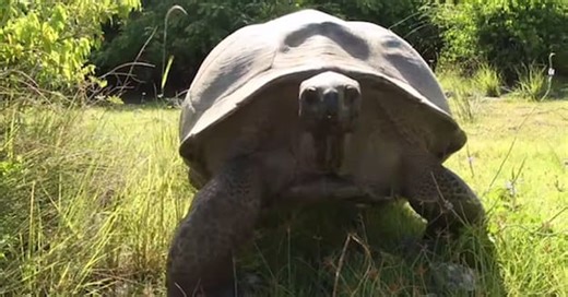 Film Crew Disturb Giant Tortoises Having Sex, Angry Tortoise Chases Them Away Very Slowly