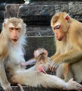 12K views · 122 reactions | Call all for help as Luna always eagerly carry her Jovi away on pool side. | Wild Monkey Zone | Facebook