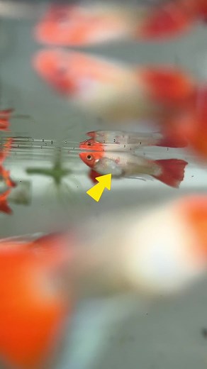 2 bầy cá bị nấm ngay mùa mưa bão😭#guppy #ca7mau #cabaymau #nhacabaymau #hodicare | Nhà cá bảy màu