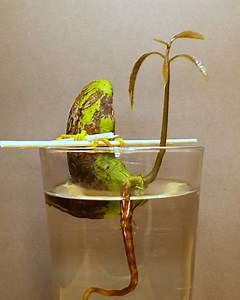 7.5M views · 30K reactions | 120-day evolution of a mango tree | Rush Brush | Facebook