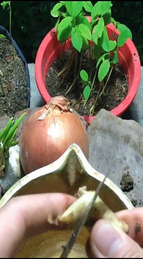 1.1K views | 3 Powerful homemade rooting hormones for growing Rose from leaves - 100% succsessful #Growing #Planting #FlowerPlant #Anthurium #plantingroots #roses | We Captain | Facebook