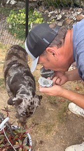 3.1K views · 59 reactions | Enhydro? #geodewater #geodecracking #plant #enhydrogeode | RockHunter Mark | Facebook