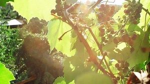 Grape Growing Vineyard Wine : vidéo de stock (100 % libre de droit) 1035650189 | Shutterstock