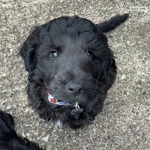 It's time to meet some very playful cockapoo puppies! 60 seconds of our eight-week-old puppies having so much fun 🥰🐶 | Hearing Dogs for Deaf People