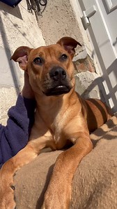 2.8K views · 396 reactions | FOSTERHOME NEEDED URGENTLY! Please help!...