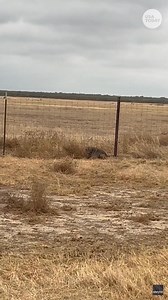 Strength in numbers! Brave cattle pin "ginormous" coyote trespassing on their feedlot. "Something I've never seen in my lifetime." | USA TODAY Video